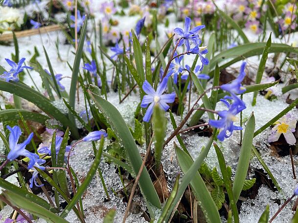 Der Blaustern zieht sich wie ein Bl&uuml;tenmeer &uuml;ber die Wiesen des Gartens.