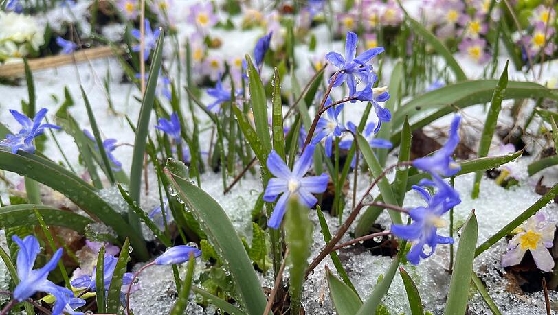 Der Blaustern zieht sich wie ein Bl&uuml;tenmeer &uuml;ber die Wiesen des Gartens.