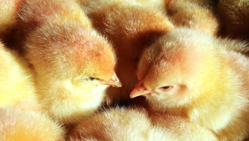 Millionen männlicher Küken werden jährlich vergast, weil ihre Aufzucht unwirtschaftlich ist. Millionen männlicher Küken werden jährlich vergast, weil ihre Aufzucht unwirtschaftlich ist.