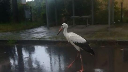 Ein Storch steht an einer Bushaltestelle im bayerischen Regenstauf &ndash; und wird zu einem Internethit.
