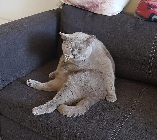 Chonky
