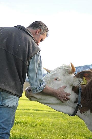 Die Rinder der "Creekstone-Farmen" grasen auf ausgedehnten Weiden und bekommen weder Hormone
noch Antibiotikum.