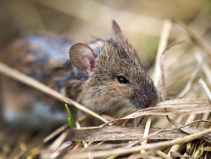 Eine Feldmaus liegt auf einem Acker.