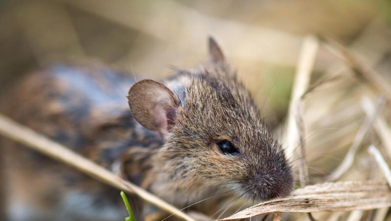 Eine Feldmaus liegt auf einem Acker. Eine Feldmaus liegt auf einem Acker.