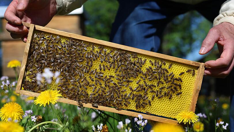Noch sind die bayrischen Bienen auf der sicheren Seite. Experten rechnen aber damit, dass sie bald von einer neuen Milbe befallen werden. (Archivbild)