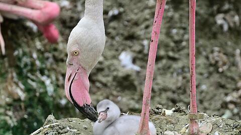 Ein Flamingoküken liegt in einem Nest im Tierpark Hellabrunn in München.