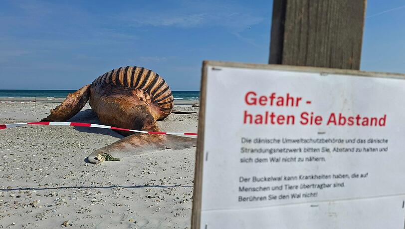 Neugierige d&uuml;rfen bei der Obduktion des Buckelwals dabei sein - aber nur mit Sicherheitsabstand.