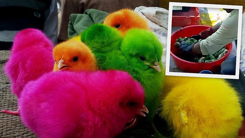 Bunte Küken - insbesondere zu Ostern ein Kassenschlager in Amerika. Bunte Küken - insbesondere zu Ostern ein Kassenschlager in Amerika.