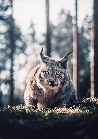 Im Wildpark Mehlmeisel.  Mirko Fikentsche über sein Motiv: "Luchse gehören im Allgemeinen zu meinen Lieblings-Waldtieren. An diesem Tag hat einfach alles gestimmt. Das Licht kam direkt von hinten und Carles war wie immer sehr entspannt. Als er dann noch genau in die Kamera geschaut hat, war das perfekte Foto im Kasten!"