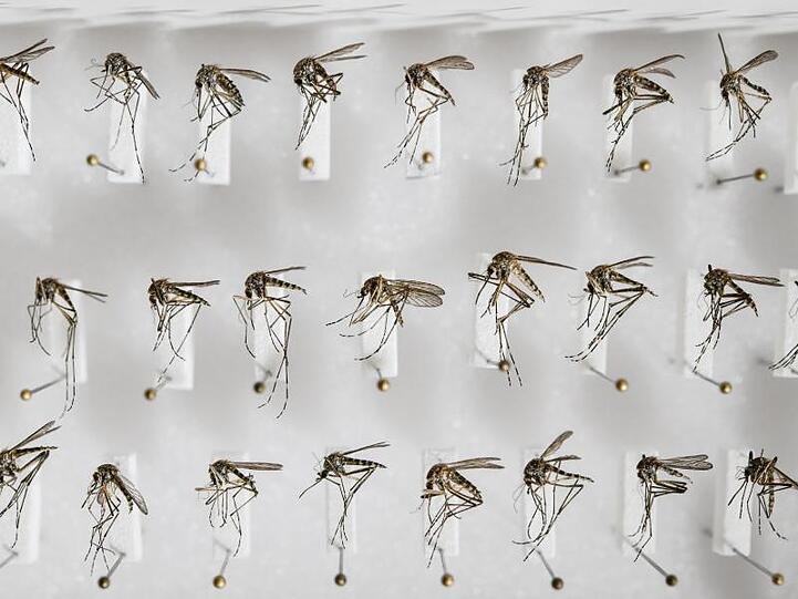 Präparierte heimische Stechmücken der Art Aedes cantans.