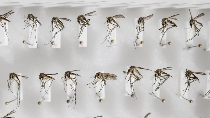 Präparierte heimische Stechmücken der Art Aedes cantans. Präparierte heimische Stechmücken der Art Aedes cantans.