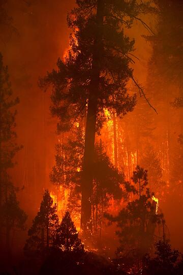 Die Waldbrände in der kalifornischen Sierra Nevada haben den Yosemite-Nationalpark erreicht. Die Bilder der Feuersbrunst!