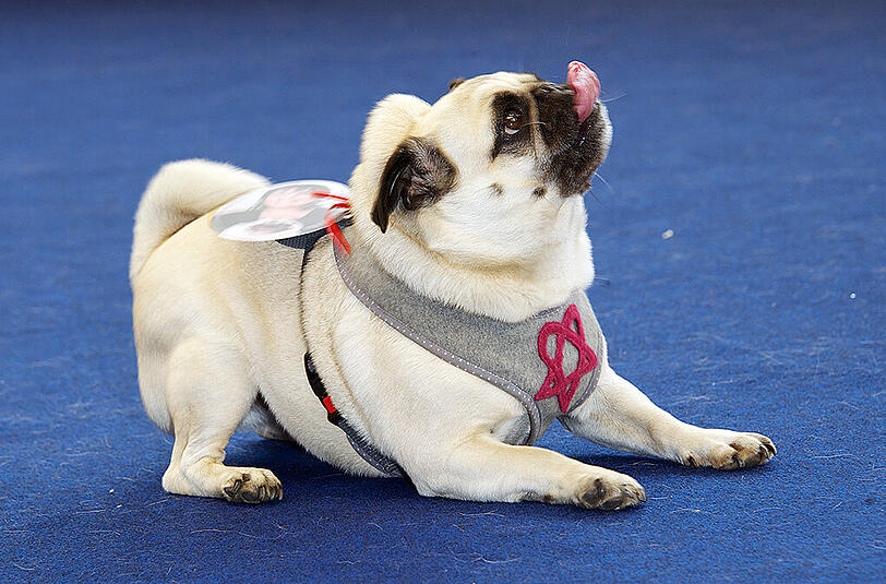 Kunststücke und gute Manieren sollte ein Mops-Modell vorweisen können.