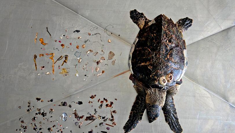 Eine Echte Karettschildkröte nach einer Autopsie zusammen mit Meeresmüll, den sie gefressen hat, vor allem Plastik (oben).