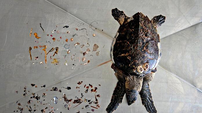 Eine Echte Karettschildkröte nach einer Autopsie zusammen mit Meeresmüll, den sie gefressen hat, vor allem Plastik (oben).