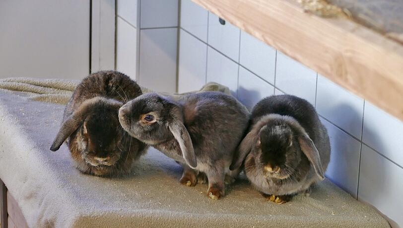 Die Widderkaninchen Micky, Nicky und Maui mit ihren niedlichen Schlappohren. Zuchtbedingt haben sie mit gesundheitlichen Problemen zu kämpfen.