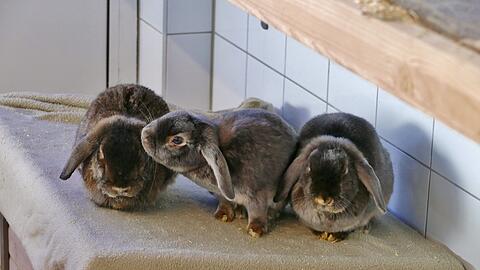 Die Widderkaninchen Micky, Nicky und Maui mit ihren niedlichen Schlappohren. Zuchtbedingt haben sie mit gesundheitlichen Problemen zu kämpfen.