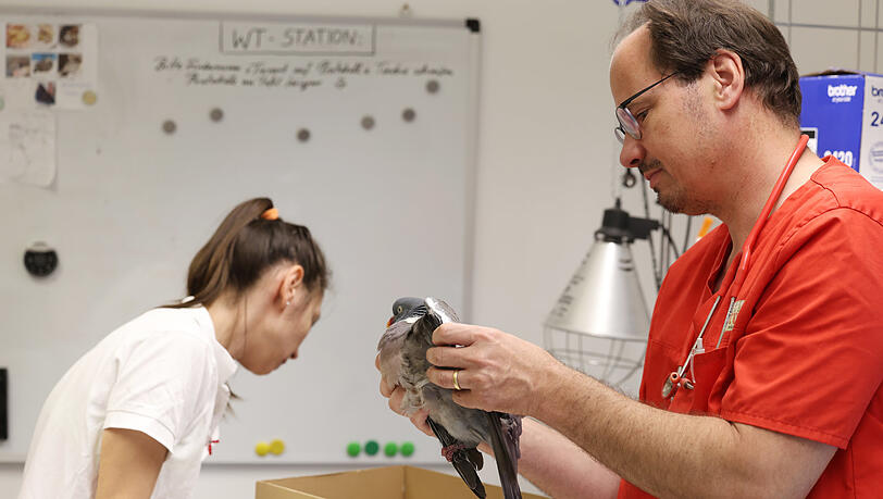 Tierarzt Lerner untersucht die Flügel einer Ringeltaube. Assistentin Natasa Pesits checkt das Übergabeformular. Tierarzt Lerner untersucht die Flügel einer Ringeltaube. Assistentin Natasa Pesits checkt das Übergabeformular.