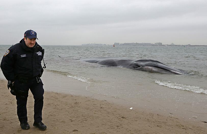 Die New Yorker Polizei hat den Bereich um den Wal gesichert.