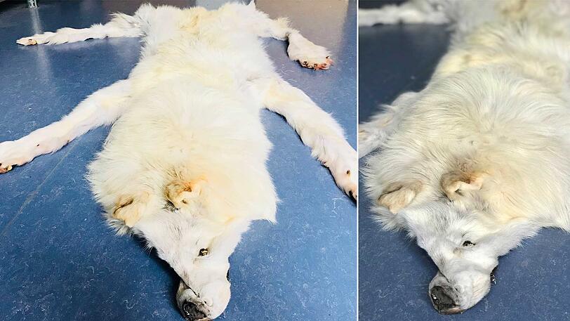 Der Polarwolf kam aus den USA.