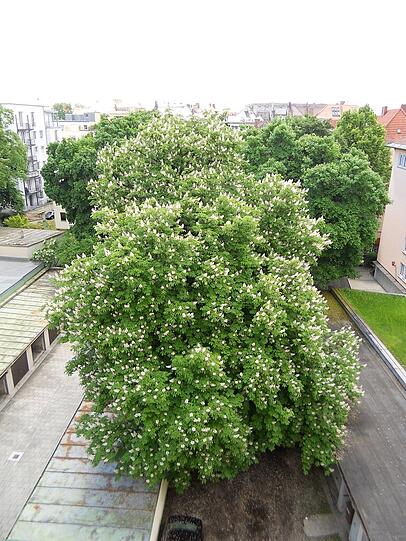 Akut bedroht: Diese Kastanie aus der Franz-Joseph-Straße soll einem Neubau weichen.