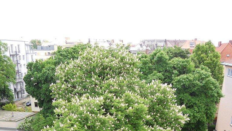Akut bedroht: Diese Kastanie aus der Franz-Joseph-Straße soll einem Neubau weichen. Akut bedroht: Diese Kastanie aus der Franz-Joseph-Straße soll einem Neubau weichen.