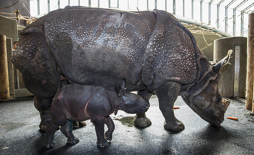 September 2015: Panzernashorn-Mutter Rapti bringt ihr Jungtier zur Welt, das die Besucher auf den Namen Puri taufen. Zuerst ist das kleine schwach und darf noch nicht an die Öffentlichkeit.