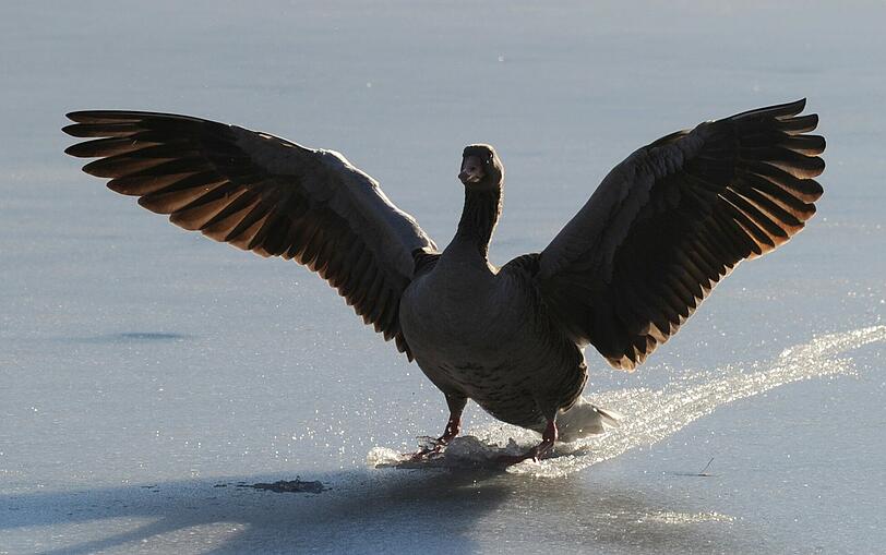 Und auch die Tierwelt freut's.