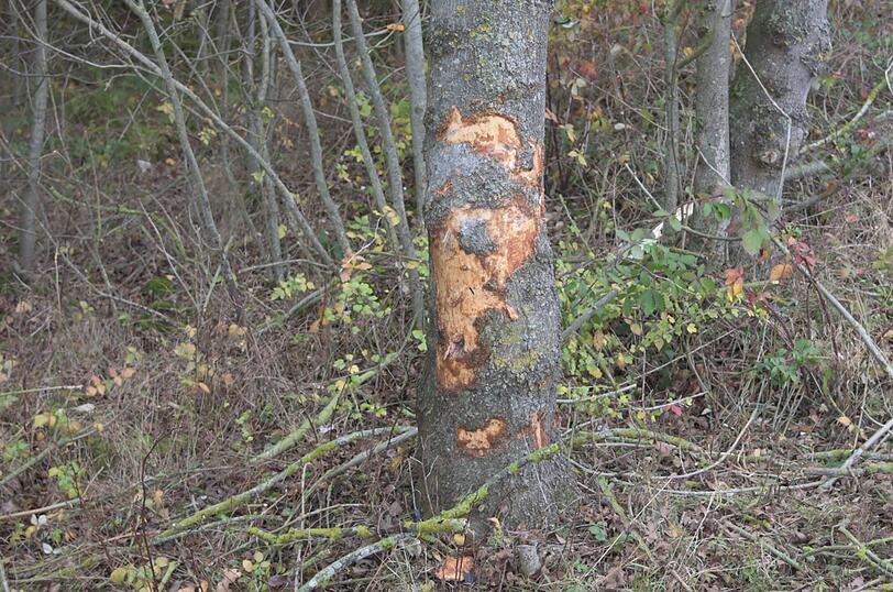 Eine Frau ist am Sonntagmittag mit ihrem Corsa gegen einen Baum gerast. Die Schwerverletzte konnte sich gerade noch befreien, ihr Fahrzeug brannte komplett aus.
