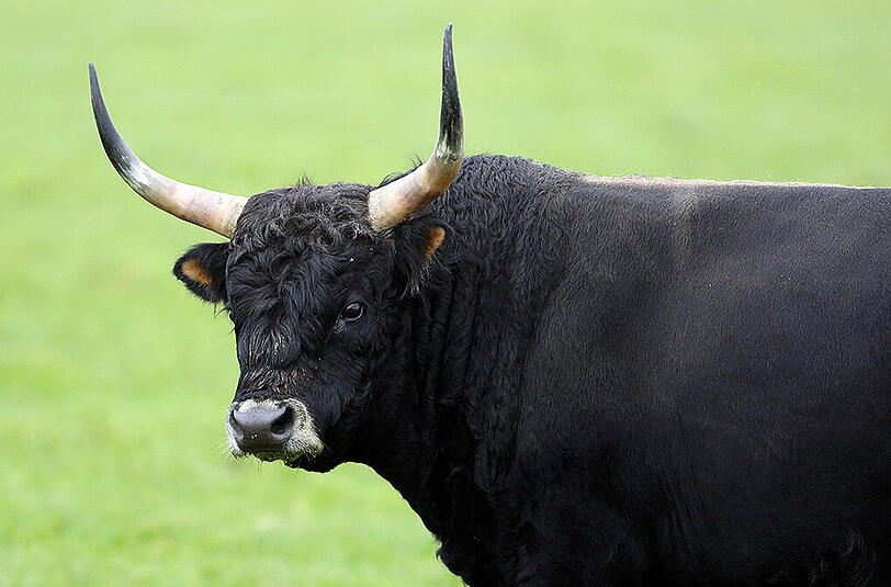 Die Polizei warnt vor einem freilaufenden Stier im Großraum Memmingen.