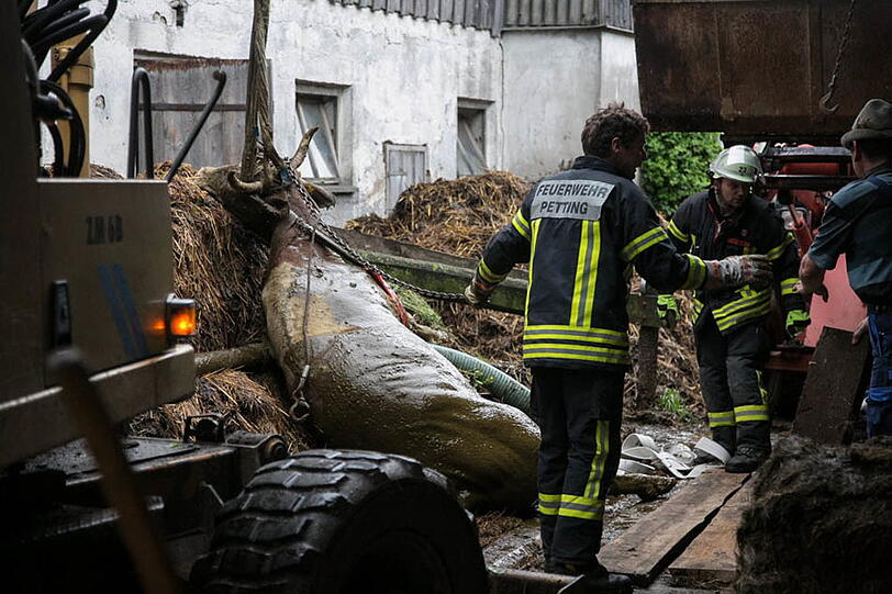 Eine Kuh in Petting musste von der Feuerwehr aus der Güllegrube gehievt werden. Die Bilder.