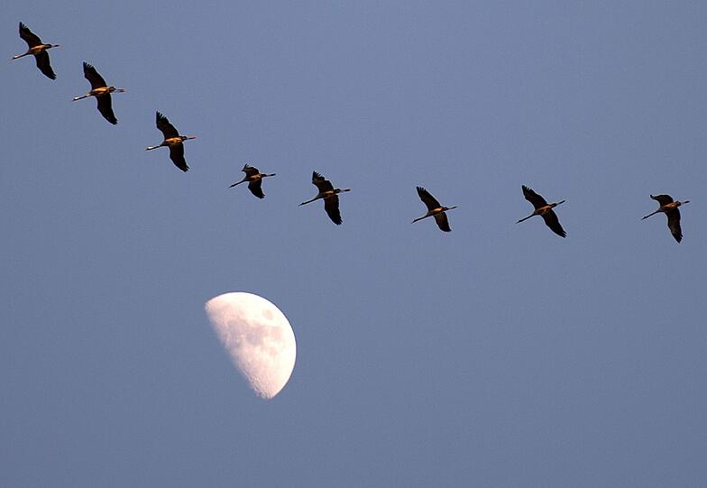 Die Population vieler seltener Vogelarten steigt in Bayern wieder.