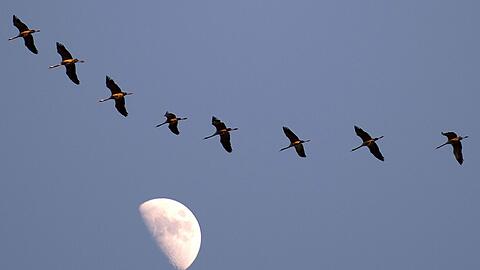 Die Population vieler seltener Vogelarten steigt in Bayern wieder.
