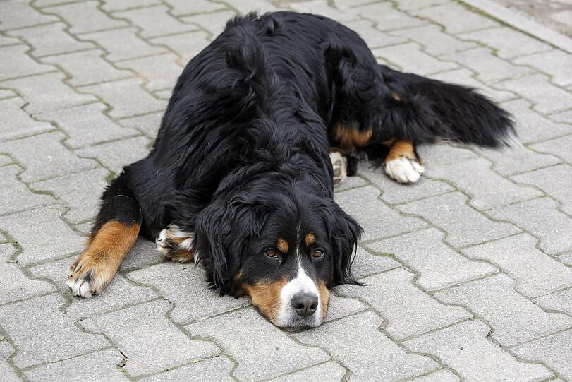 Je größer der Hund, desto weniger kann Schokolade ihm anhaben. Dennoch ist sie deswegen nicht ungefährlich für große Vierbeiner (Symbolbild).