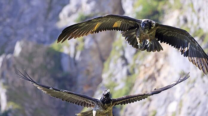 Die beiden ausgewilderten Bartgeier "Wally" und "Bavaria" fliegen im Nationalpark Berchtesgaden.
