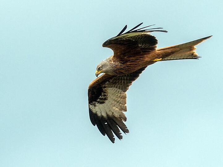 Ein Rotmilan fliegt am Himmel. Foto: Klaus-Dietmar Gabbert/Archivbild