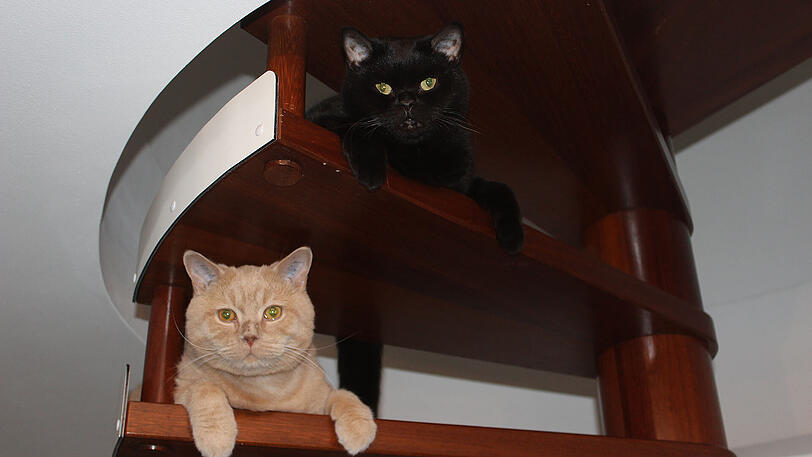 Kurz vor Weihnachten holten die Stolls zwei Katzen aus dem Münchner Tierheim. Wenige Tage später entwischte Stella (r.)