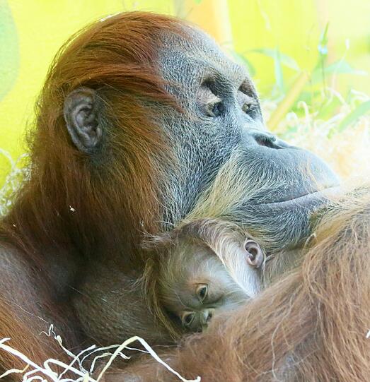 Das Orang-Utan-Baby von Hellabrunn. Die Bilder.