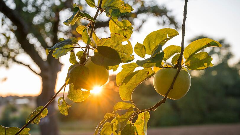 Die Sonne zeigt sich bis zur Wochenmitte noch öfter in Deutschland.