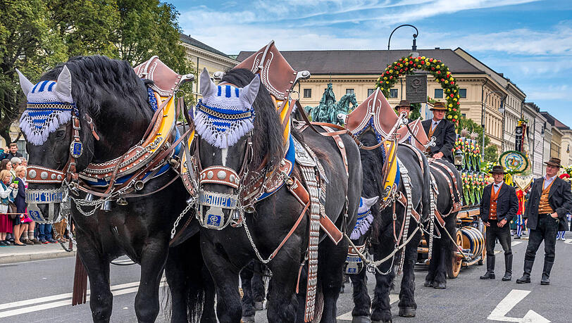 Die Tierschutzorganisation PETA hält den Einsatz von Pferden beim Einzug der Wiesn-Wirte für "Tierquälerei". (Archivbild)