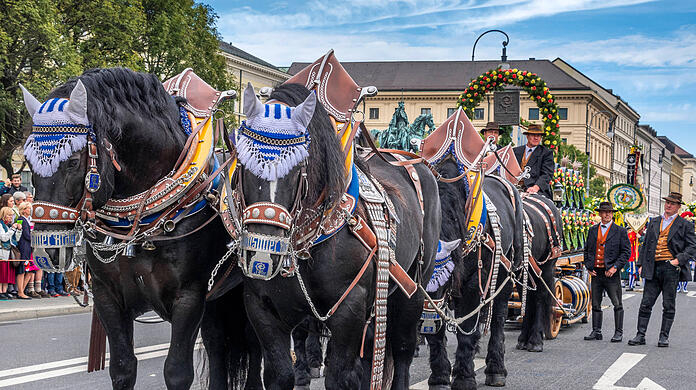 Die Tierschutzorganisation PETA hält den Einsatz von Pferden beim Einzug der Wiesn-Wirte für "Tierquälerei". (Archivbild)