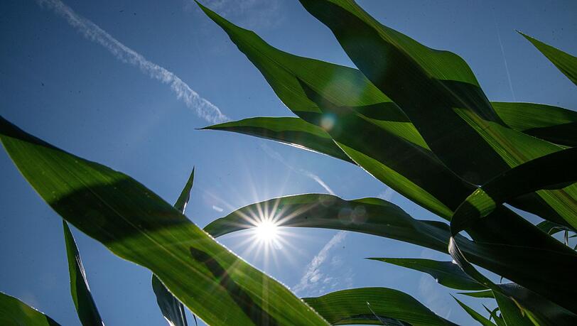 Der Wetterdienst rechnet mit viel Sonnenschein und hohen Temperaturen in Bayern. (Archivbild)