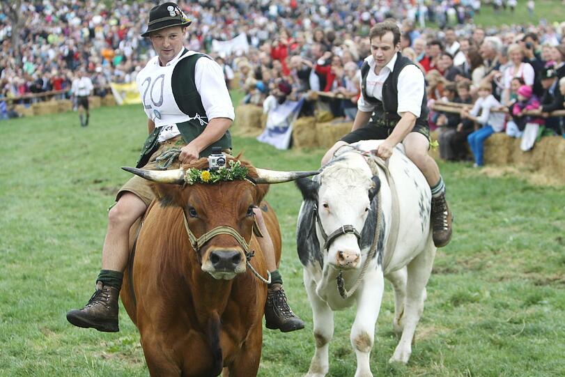1996 war das Münsinger Ochsenrennen eine beschauliche Gaudi für die Landwirte aus der Gegend. Jetzt sind rund 10.000 Besucher gekommen. Wie Olympia und die Fußball-WM findet auch dieses sportliche Großereignis nur alle vier Jahre statt. Wir waren dabei. Die Bilder von der Gaudi