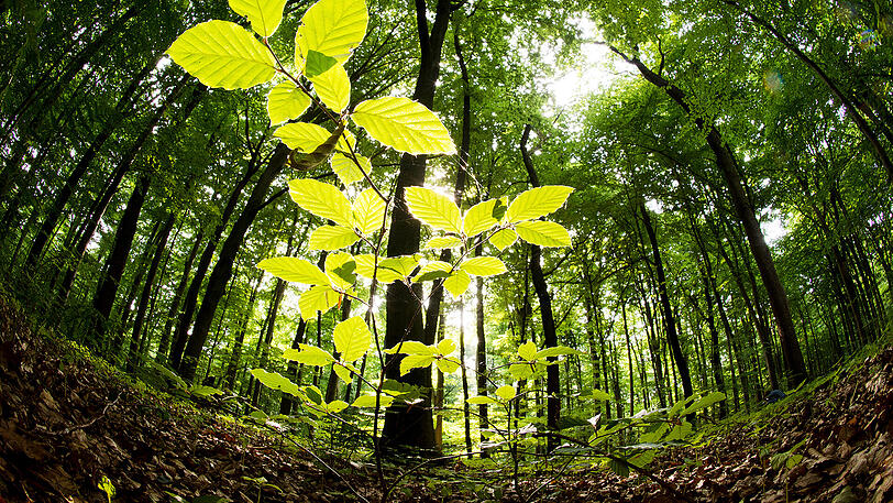Der 60-jährige Radler stürzte im Wald - die Polizei konnte nur noch seinen Tod feststellen. (Archivbild)