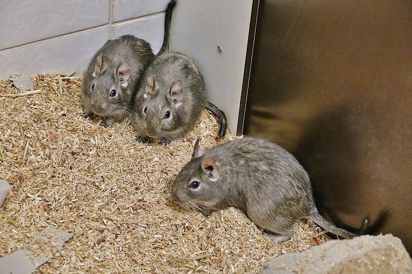 Die drei entzückenden Degu-Damen Nymphadora , Ginny und Hermione (circa 3) stammen aus einer Beschlagnahmung. Sie verhalten sich anfangs recht scheu. Das Trio wünscht sich ein neues zu Hause, in das sie mit viel Liebe und Geduld eingewöhnt werden.
