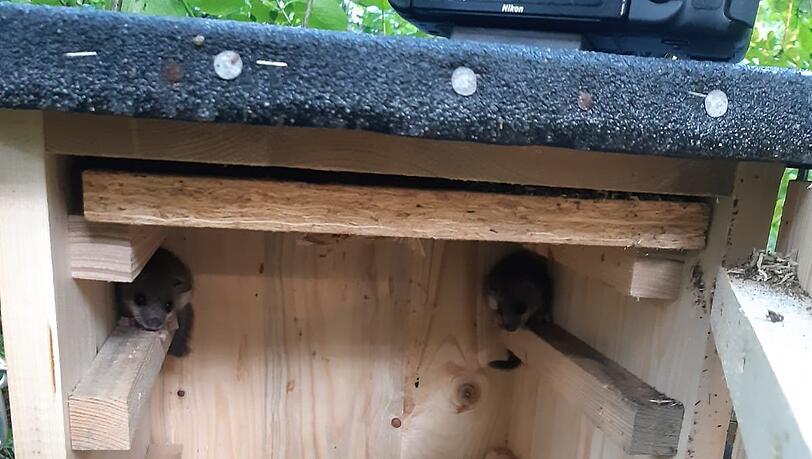 Haben den Hornissenkasten besetzt: die Siebenschläfer. Haben den Hornissenkasten besetzt: die Siebenschläfer.