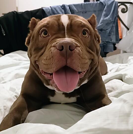 Susi