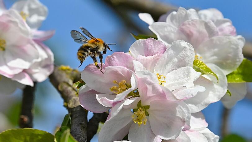 Ohne Bienen und andere Insekten w&uuml;rden viele heimische Obst- und Gem&uuml;searten keine Nahrungsmittel mehr liefern. (Archivbild)