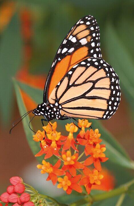 Danaus plexippus heißt diese orange Schönheit. Danaus plexippus heißt diese orange Schönheit.