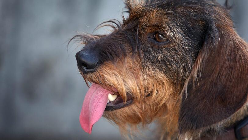 Giftköder werden Hunden immer wieder zum Verhängnis. Giftköder werden Hunden immer wieder zum Verhängnis.